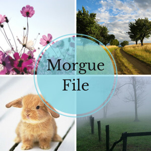 morguefile-cover-662x662.jpg morguefile-cover-662x662.jpg