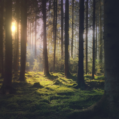 Снято на iPhone: Apple запустил флешмоб, чтобы получить бесплатные фото для рекламы