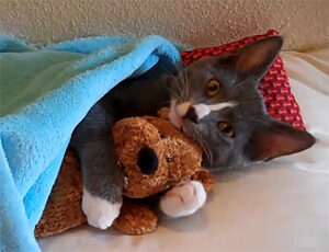 i-Comference 2013: видео и вирусы