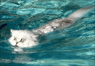 В Facebook появились "плавающие" видео