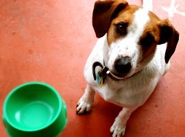 Собака Павлова или Секрет успешного брендинга