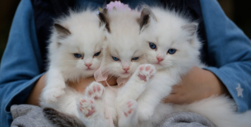 Дайджест новостей таргетированной рекламы за январь-февраль 2019 года