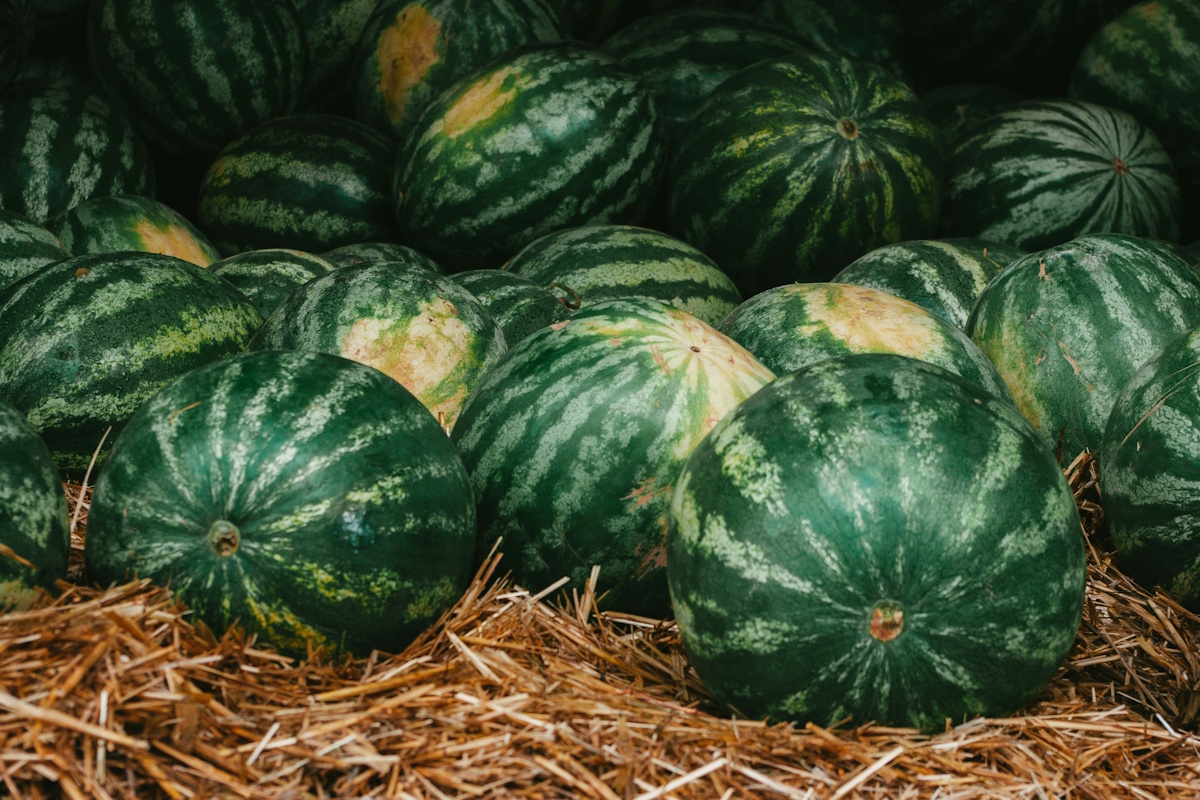 Яндекс запустил в Поиске сервис для выбора спелого арбуза по фотографии