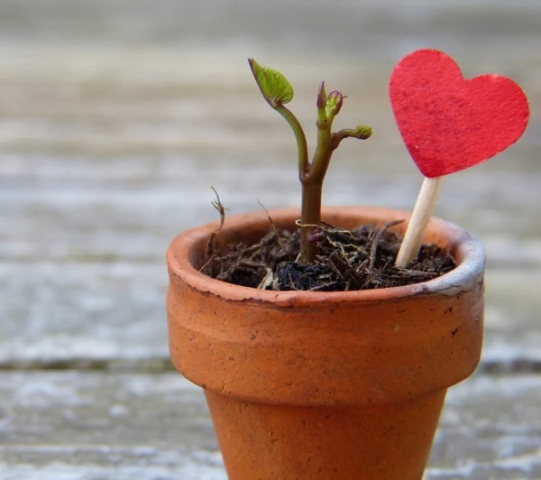 Instagram и Facebook позволят пользователям отключить счетчик лайков