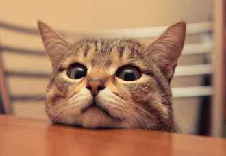 Facebook запускает поддержку GIF-файлов