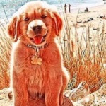 ВКонтакте выпустил аналог Prisma