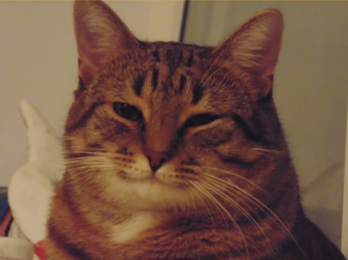 Использование мемов в продвижении