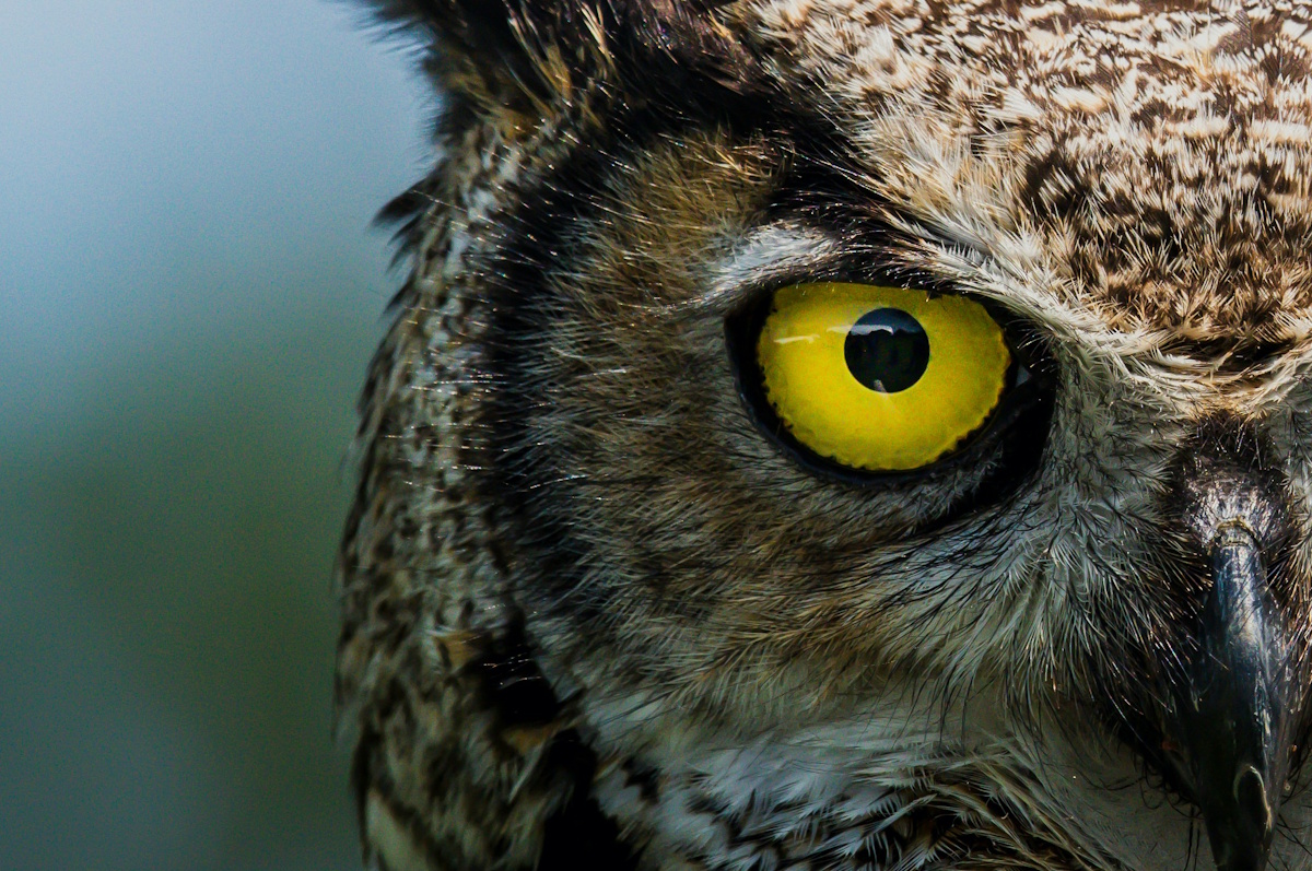 Людмила Казанцева: как найти своего наставника?