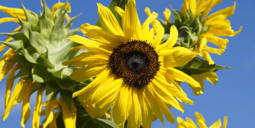 Что произошло на рынке таргетированной рекламы в августе 2019 года