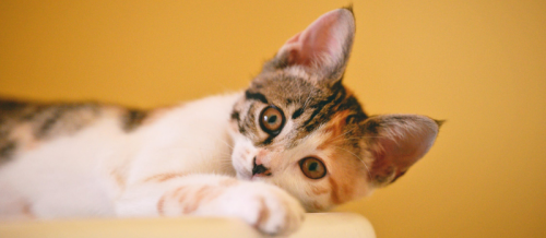 Важное за неделю: рекорды TikTok и проблемы рекламы в beauty-сегменте