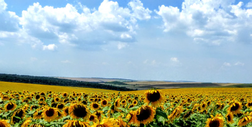 Что произошло на рынке таргетированной рекламы в июле 2019 года