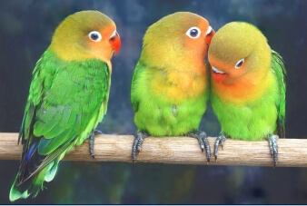 Инфографика: 6 секретов вирусного контента