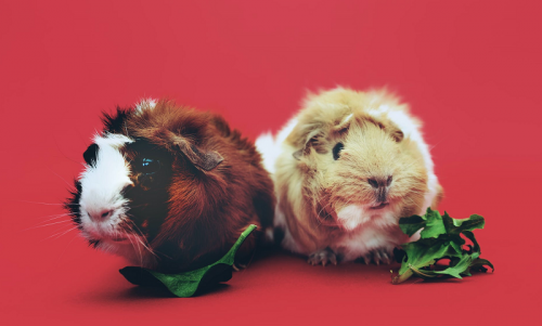 Важное за неделю: конструктор сайтов от Facebook и конкурент TikTok