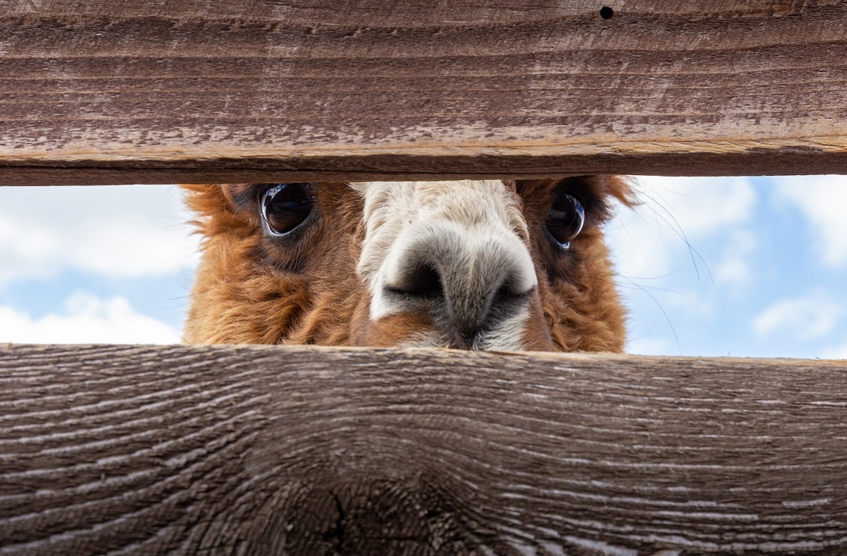 Какие манипулятивные механики встроены в мобильные игры. Исследование Роскачества