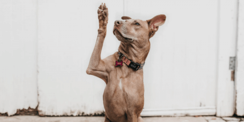 Почему опросы – лучшие друзья маркетолога и что о них нужно знать