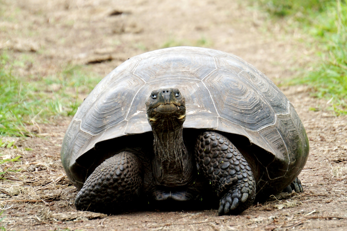 Среднесуточная аудитория YouTube сократилась вдвое за период замедления