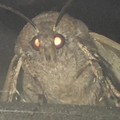 Мемы с молью Мемы с молью