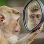 Instagram тестирует режим камеры «Зеркало» для Историй Instagram тестирует режим камеры «Зеркало» для Историй