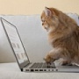 Кошки командуют в интернете Кошки командуют в интернете