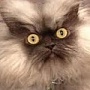 Если бы соцсети были котиками