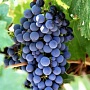 Facebook запустил маркетинговую программу Grapevine Facebook запустил маркетинговую программу Grapevine