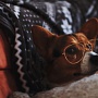 Instagram запустил две новые функции для взаимодействия с подписчиками