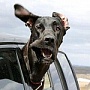 Subaru запускает кампанию #MakeADogsDay Subaru запускает кампанию #MakeADogsDay