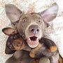 Как спрогнозировать число лайков в Instagram Как спрогнозировать число лайков в Instagram