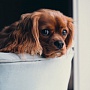 Instagram запустил новый стикер «Stay Home» Instagram запустил новый стикер «Stay Home»