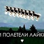 Волновой эффект фолловинга: друзья лайкают – ты покупаешь?